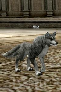 Wolf