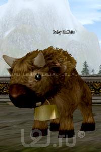 Baby Buffalo