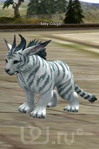 Baby Cougar