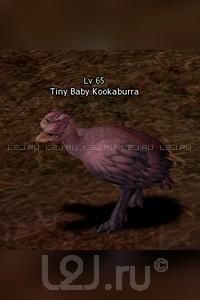 Tiny Baby Kookaburra