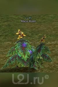 Abyss Weed