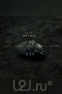 Ant Larva