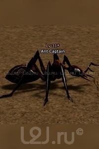Ant Captain