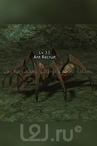 Ant Recruit