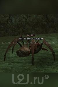 Ant Warrior Captain