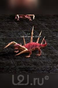 Salamander Elder