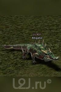 Alligator