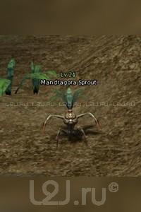 Mandragora