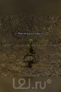 Mandragora Sapling