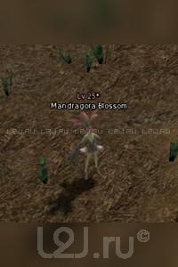 Mandragora Blossom