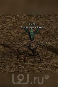 Mandragora