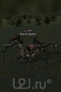 Marsh Spider