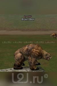 Brown Bear