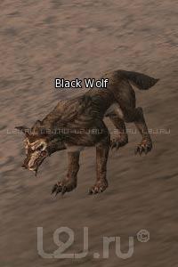 Black Wolf