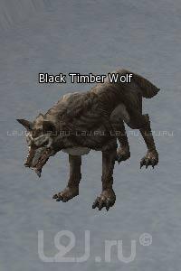 Black Timber Wolf