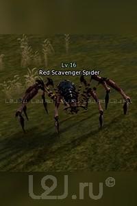 Red Scavenger Spider