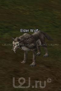 Elder Wolf