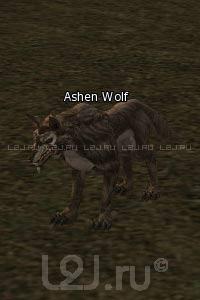 Ashen Wolf
