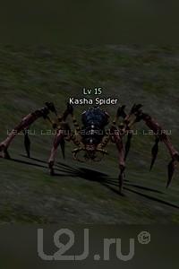 Kasha Spider