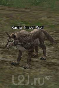 Kasha Timber Wolf