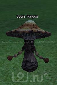 Spore Fungus