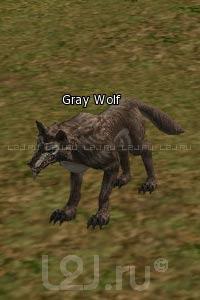 Gray Wolf