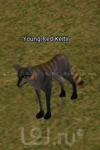 Young Red Keltir