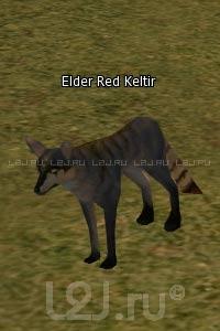 Elder Red Keltir
