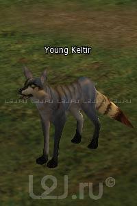 Young Keltir