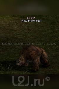 Hatu Brown Bear