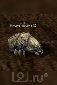Cave Ant Larva
