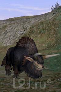 Buffalo