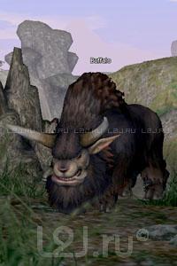 Buffalo