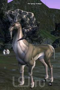 Hot Springs Antelope