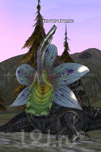 Hot Springs Nepenthes