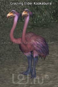 Grazing Elder Kookaburra