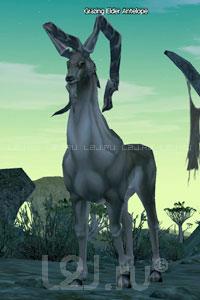 Grazing Elder Antelope