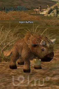 Alpine Buffalo