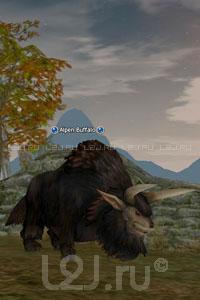 Alpine Buffalo