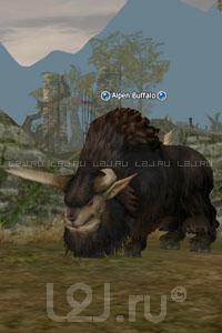 Alpine Buffalo