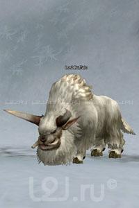 Lost Buffalo