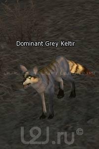 Dominant Grey Keltir