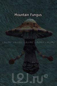 Mountain Fungus