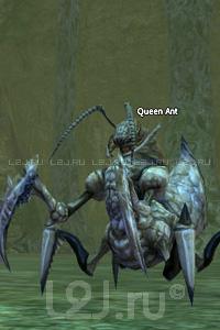 Queen Ant